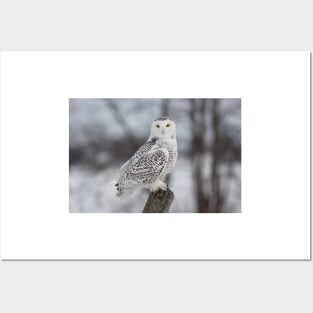 Snowy Owl Posters and Art